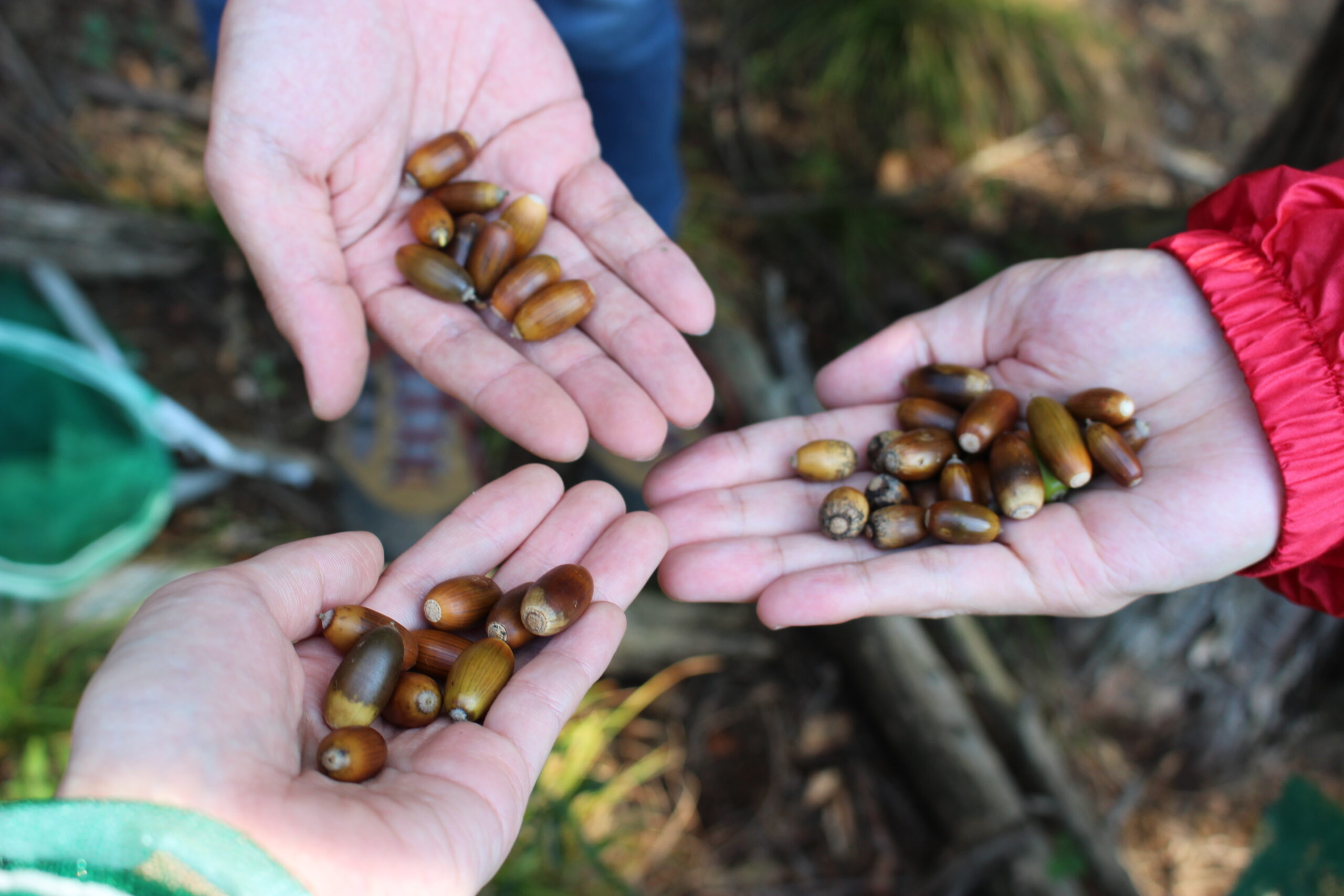 未来へつなぐ森づくり「シナネンあかりの森」にてどんぐり採取を実施しました